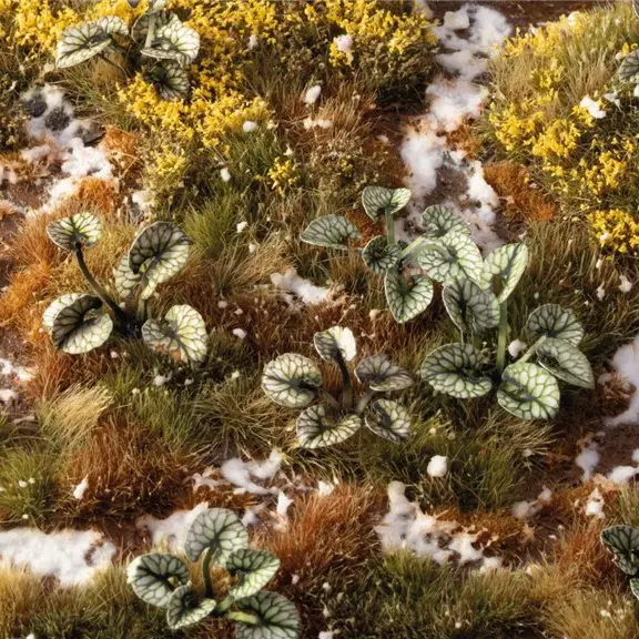 Bugloss Laser Plants - Sercowate Liście