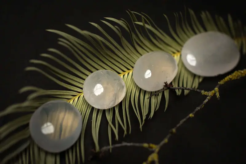 Girasol palm – XXL